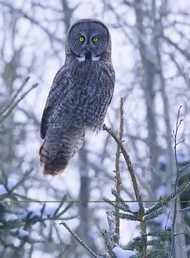 #fyp #animals #wildlife #foryoupage 