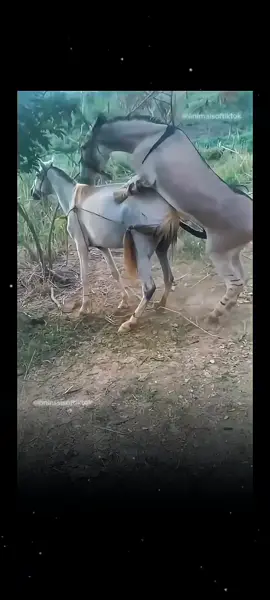#horseoftiktok #fyp #horselife #horses #horse #horsesoftiktok #loveyou #donkey 