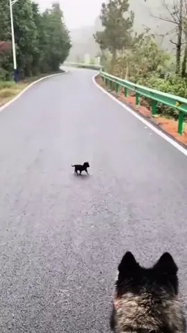 Rescue a puppy on the road #rescueanimals #animals #rescuedog #puppy #dog 