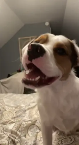 Whispering dog#puppy #talkingdog #fypシ゚ #pitmix#tricks#goodboy#goodestboy#whisper#whisperingdog