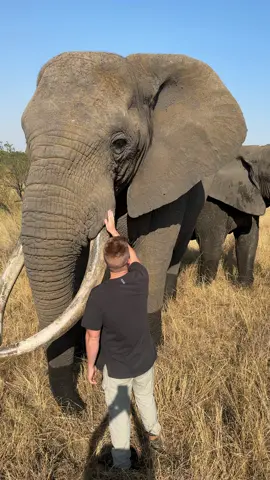 The BIGGEST elephant in the world?! 😱🌍🐘 What an amazing experince hanging out with Mak at Imire! 