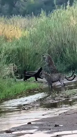 #viral_video #comparte #fauna #sigueme #fyp 