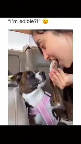 #dog #funnydog #dogsoftiktok #pet #funnypet 