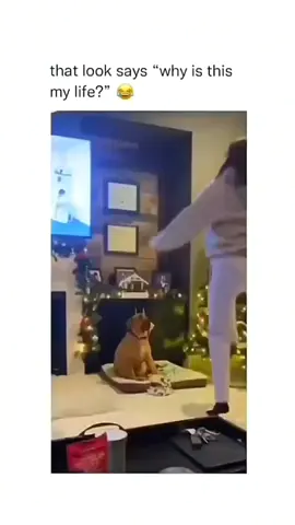 #dog #funnydog #dogsoftiktok #pet #funnypet 