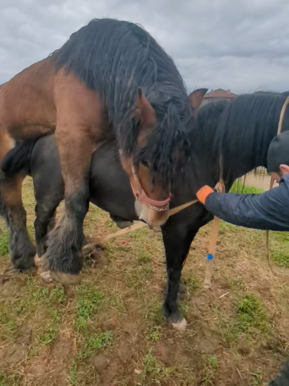#horse #коні #жеребец #любовь❤ #життя_як_воно_є 