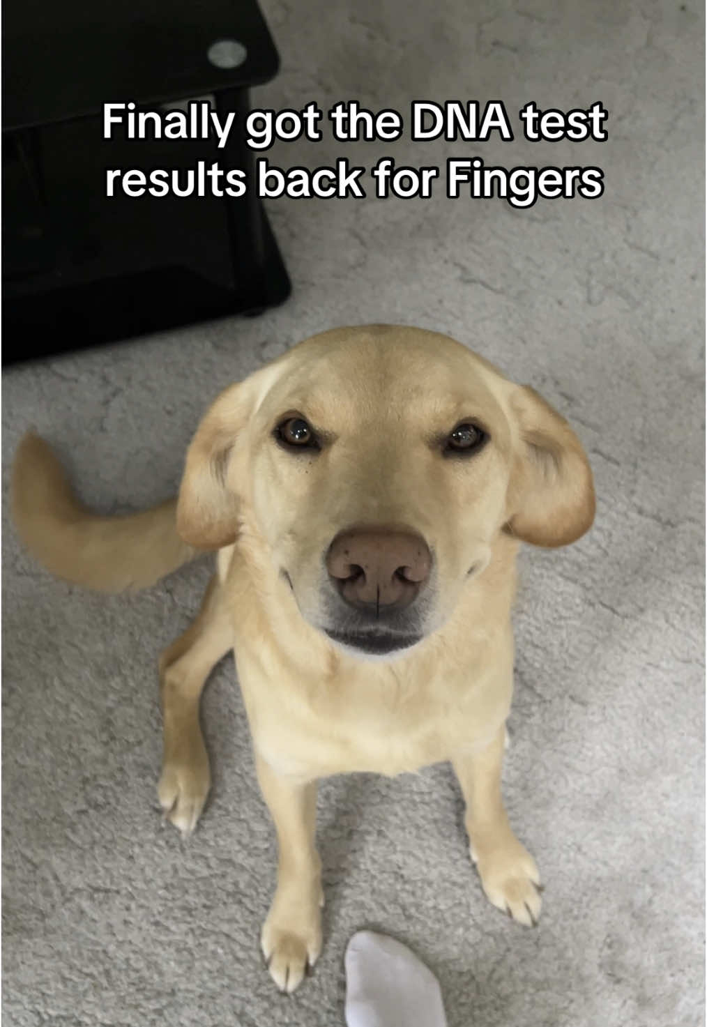 Overall 100% good boy #dogsoftiktok #dogbreeds #dnatest #goldador 