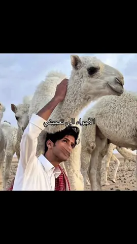 #البداوه❤️ #حياة_البدو #البداوه❤️ #بدو #المملكه_العربيه_السعوديه🇸🇦 #السعودية🇸🇦 #البر #saudiarabia #المملكه_العربيه_السعوديه🇸🇦 