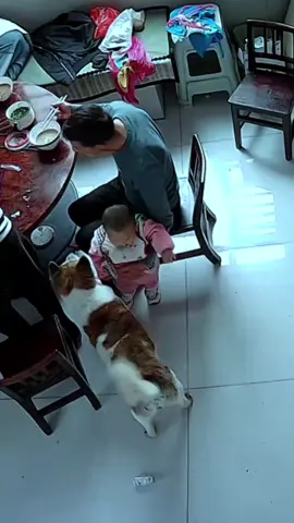 #animals #dogsoftiktok #fyp