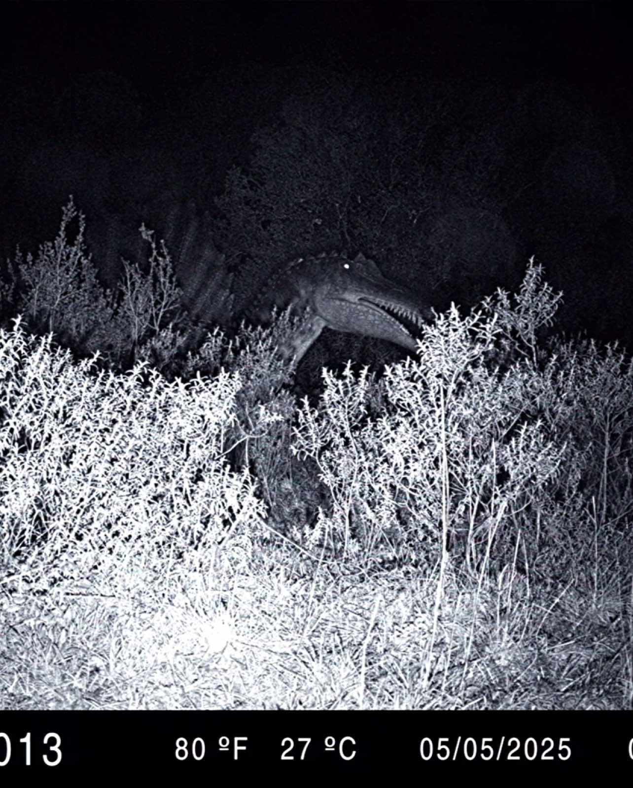 Enjoy a brand new trail cam animation video, this time with the Spinosaurus (or Nguma Monene)! #criptidos #congo #congobd #congo1880 #ngumamonene #ufo #comicbook #comics #graphicnovel #paleoart #dinosaurios #cryptozoology #dinossauro #dinosaur #dinosaurs #dinoart #prehistoricplanet #analoghorror #caughtoncamera #mokelembembe #congoraptor #velociraptor #dinosaurartwork #cryptids #emelantouka #cryptid #kongamato #kasairex #dinosaursighting #animation #spinosaurus 