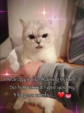 How about it #cat #catsoftiktok #trending #relatable #rizz #fyp #fyppppppppppppppppppppppp 