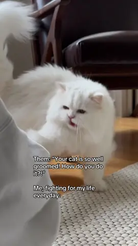 pov: you have a long-haired cat. #catgrooming #persiancat #catbrushing #fyp 