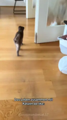 Dirty Cat Moments.#pet #cat #cats #catsoftiktok #catlover #fyp #foryoupage #cattok #viral #viralvideos #funnycat #catvideo #dirty 