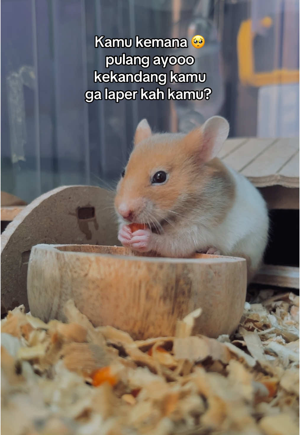 Kabur gatau kmana😭 pdhl rumah tutup pintu mulu , emang tiap malem kabur tapi selalu ketemu dan masuk kekamarku tapi ini gaada sama sekali keliatan 😭 #hamster #hamstercute #hammy 