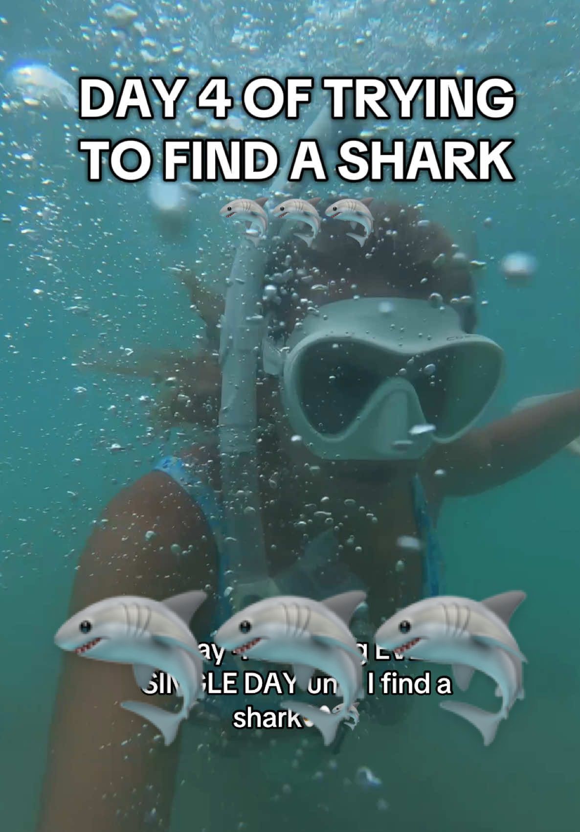 Were you able to spot him at the end??👀👀 #sharks #diving #freediving #freedivinggirls #sharkdiving #hawaii #konahawaii #thebigisland  #travelblogger #ocean  