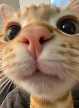 #cute #cat #tik #foryou #fyp #tiktok