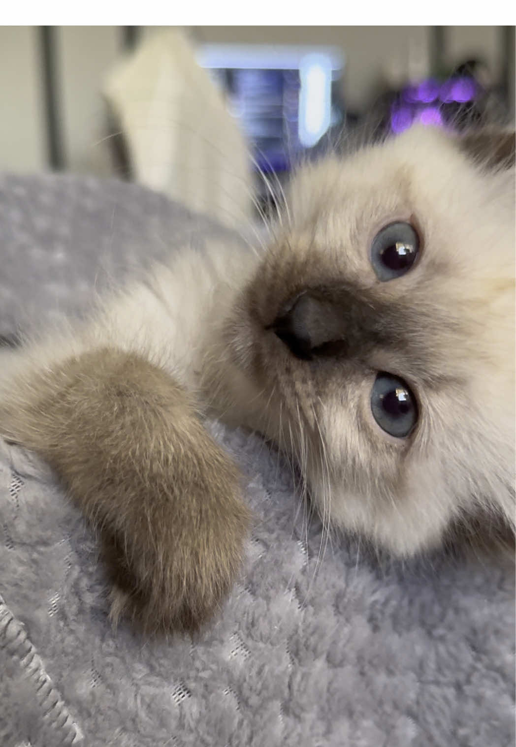 Fat baby #cat #thaicat #thaikitten #kitten #sealpoint #siamese #siamesekitten