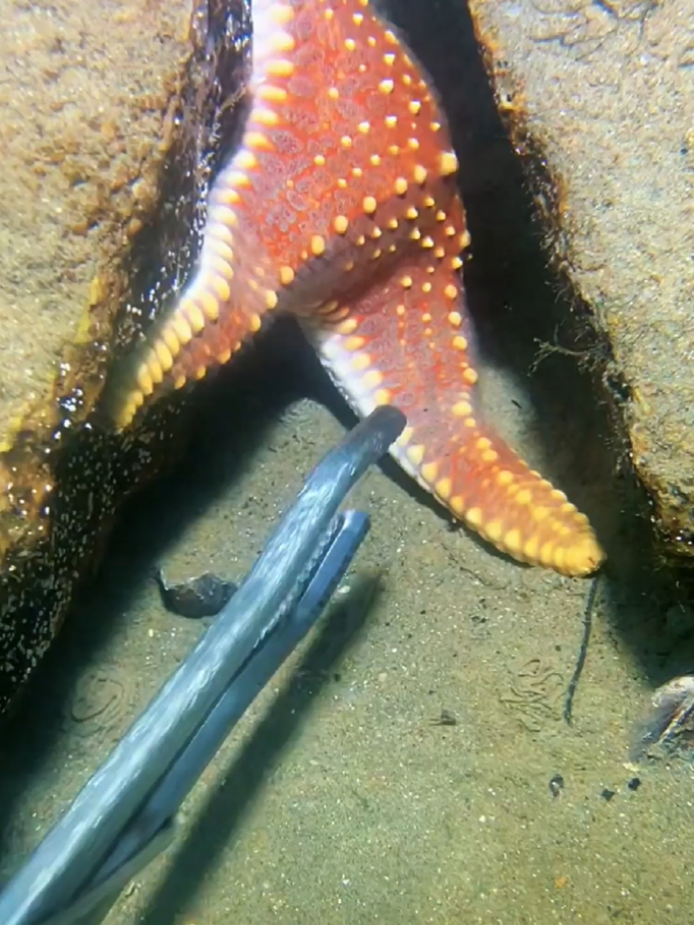 #diving #crab #catchthesea #seaside #seafood #fish #eel #lobster #seangsolofishing 