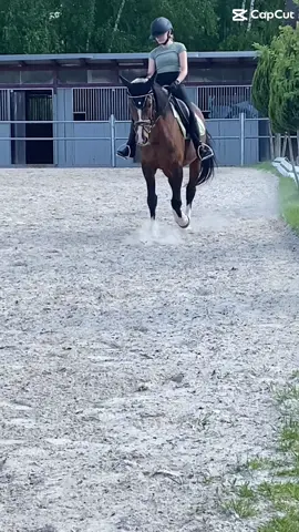 Springreiter + Springpferd auf Abwegen 🧐