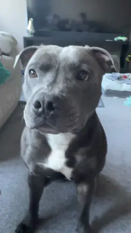 Dog reactions! #staffy #bluestaffy #dog #dogsoftiktok #reaction #noises 