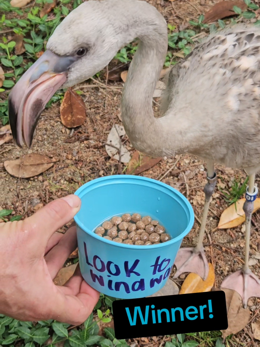 After thorough contemplation, Felix (Jerry's understudy) has decided! His favorite song on the new album is Look to Windward!  While Felix can't ACTUALLY choose, the Zoo often uses various forms of food enrichment to encourage animals to explore their habitat and engage in natural behaviors. Felix is eating a flamingo diet that has vitamins and minerals to help him grow big and strong. Did you know that flamingos get their pink color from their diets? Carotenoids are found in the plankton, crustaceans and algae they consume.  #sleeptoken #zoo #louisvillezoo #flamingo #jerry 