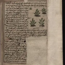 Al Qazwini’s work “The wonders of creatures and marvels of creation” section:plants,trees.#muslimworld #islamicgoldenage #baghdad #alandalusia #real #history #manuscripts 