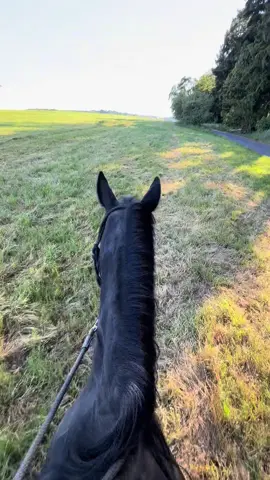 Penny Airlines ✈️ #photography #photoshoot #horsesofinstagram #deutschesreitpony #photographer #meadow #sunflower #Summer #freehorse #horse #caballo #pferd #showhorse #perezpetit #steigen #libertyhorse #horsemanship #pennypony #videography #equestrian #equestrainlife #freiarbeit #zirzensik #pferdephotographie #saarland #liberty #freiarbeit 