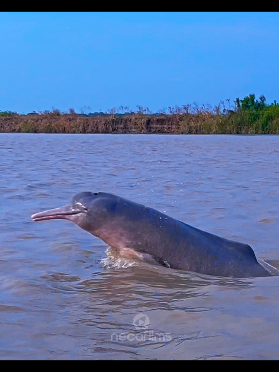 Delfines rosados en Puerto Gaitán, un espectáculo natural que tienes que vivir!!