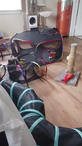 Smoke playing #crazycat #kittyfun 