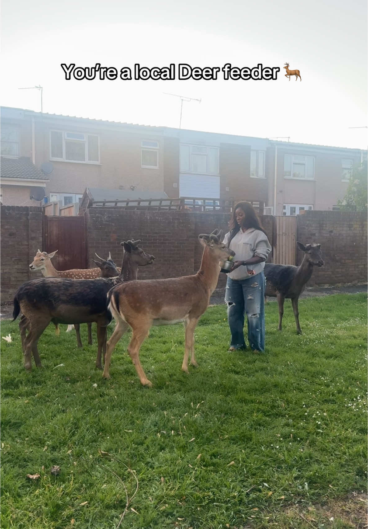 Menu was broccolis, cauliflowers, potatoes.  #deer #foryoupage #unitedkingdom🇬🇧 #uktiktok 