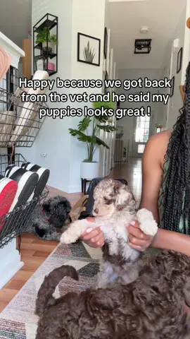 Successful vet day ! 🥰  . . . . #goldendoodle #goldendoodles #goldendoodlesofinstagram #minigoldendoodle #minigoldendoodlesofinstagram #minigoldendoodlepuppy #goldendoodlepuppy #goldendoodlepuppies #mediumgoldendoodle #doodlespuppies #doodles #doodlesoftheworld #dogsofcharlotte #doodlesofcharlotte #charlottenc #doodlesofnyc #doodlebreeder #f1bbgoldendoodle #f1bgoldendoodle #f1b #charlottenc #cockapoo #cockapoopuppy #cockapoosofinstagram #cockapoopuppies #f1cockapoo #f1bcockapoo #cockapooclub #cockapoopup #goldendoodles #goldendoodle #minigoldendoodle #dogsofcharlotte 