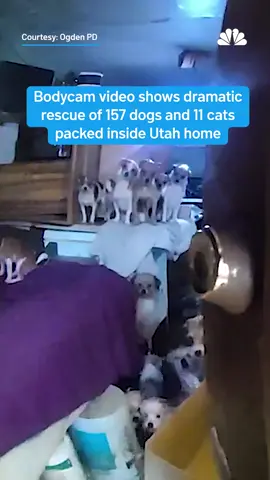 Bodycam video shows a dramatic rescue of more than 150 #dogs and 11 #cats packed inside a Utah home.