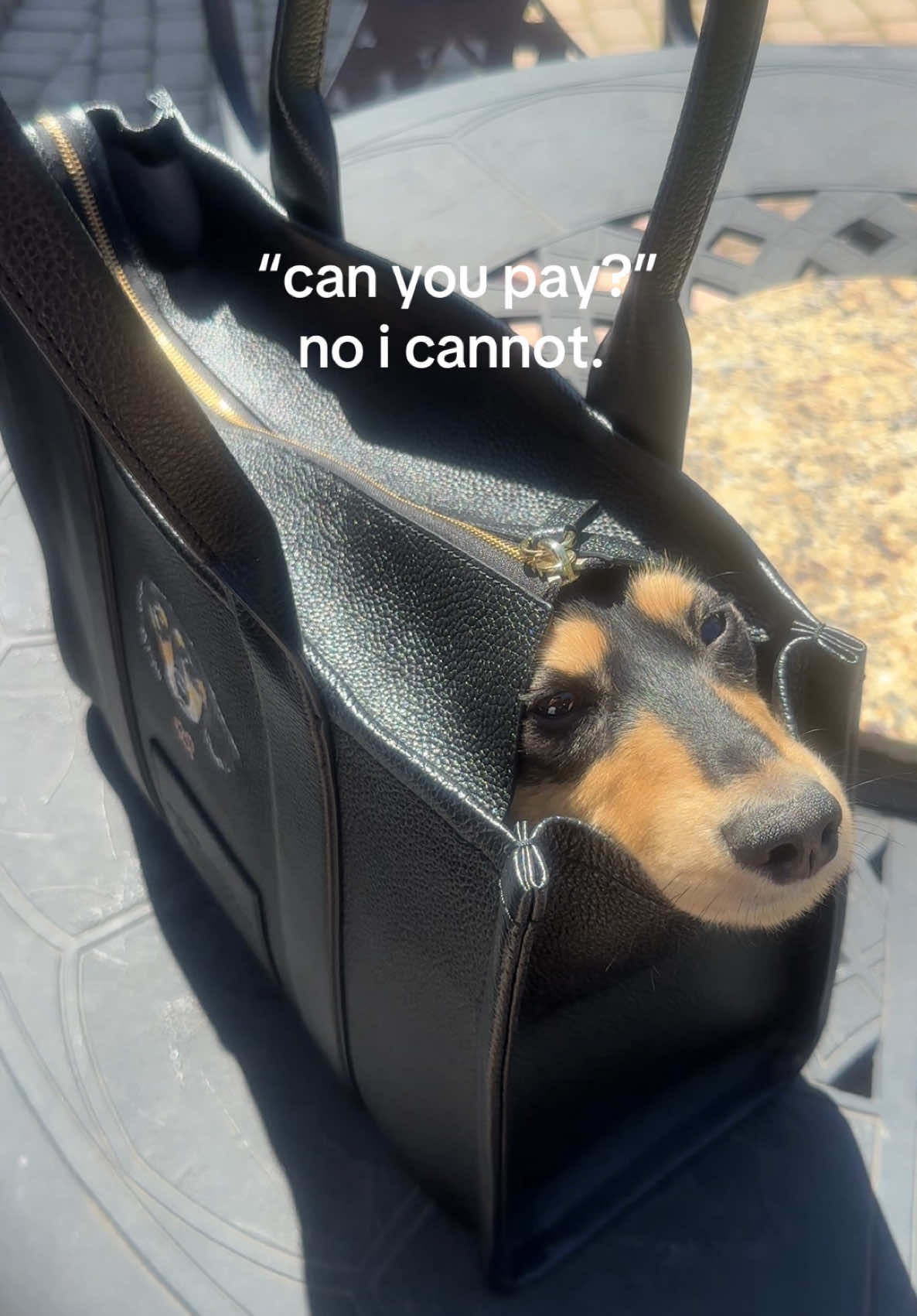 this is all i got #minidachshund #puppy