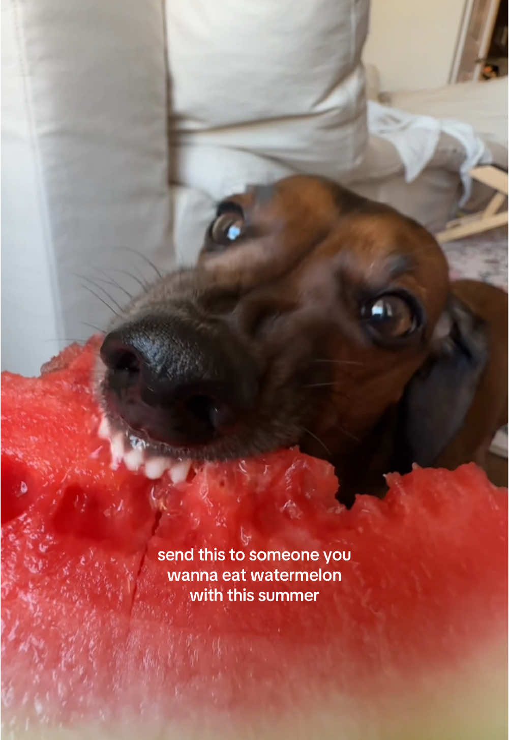 wiener dog cronch 