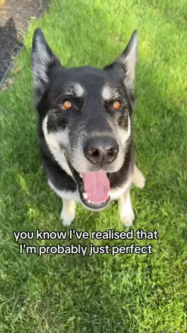 Your perfect in our eyes.. #perfectdog #germanshepherd #husky #rugertheshepsky #onthisday 