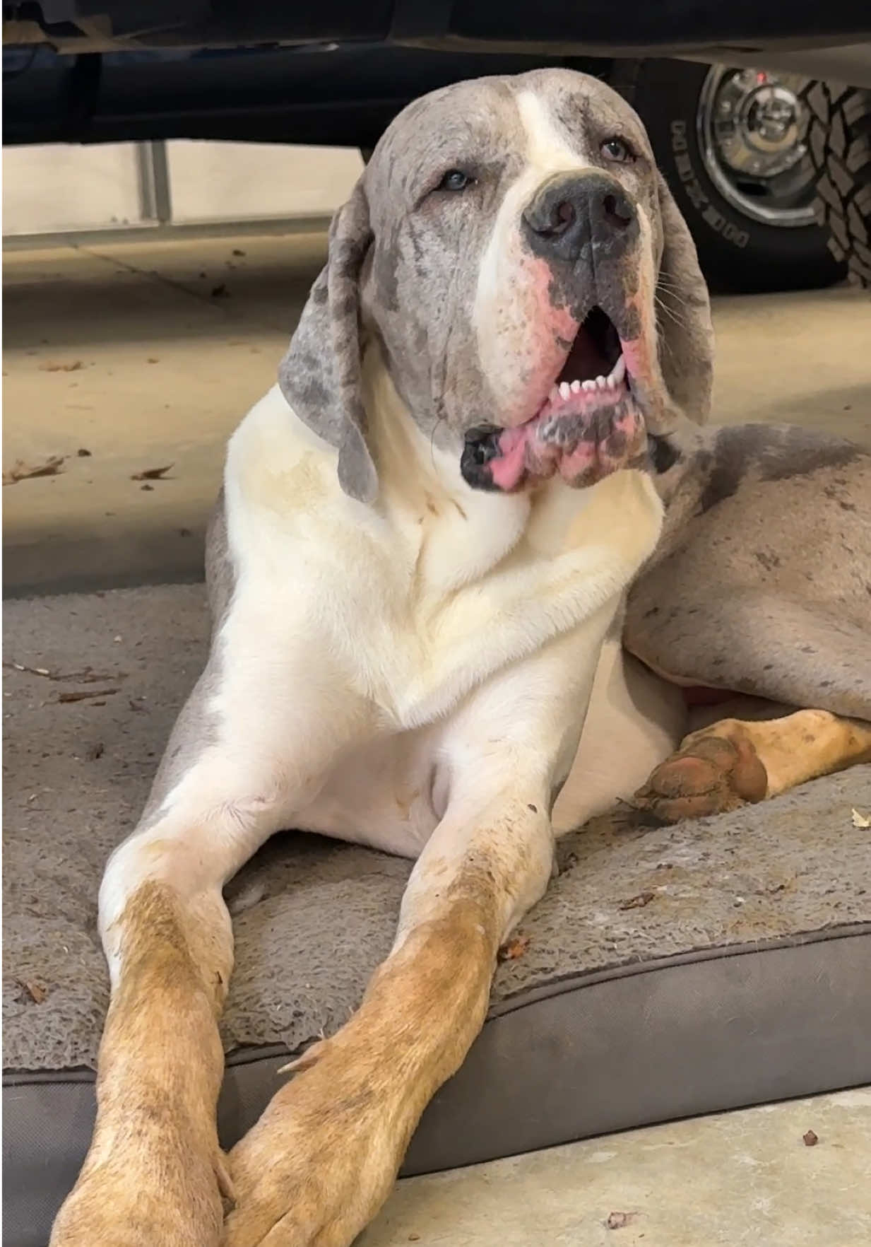 Ted is definitely living the dream!!! He’s as happy as a pig in sh!t😂