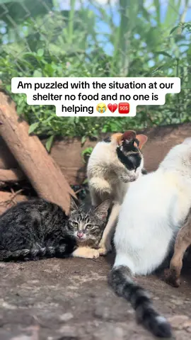 Am puzzled with the situation at our shelter no food and no one is helping 😭💔🆘#help #fyp #catsoftiktok #tiktokviral #catslovers #views #rescuekittens #catrescue #animal #shelter #kitten #PetsOfTikTok #animalsoftiktok #cat #pets #kittensoftiktok #viral_video #view #cats 