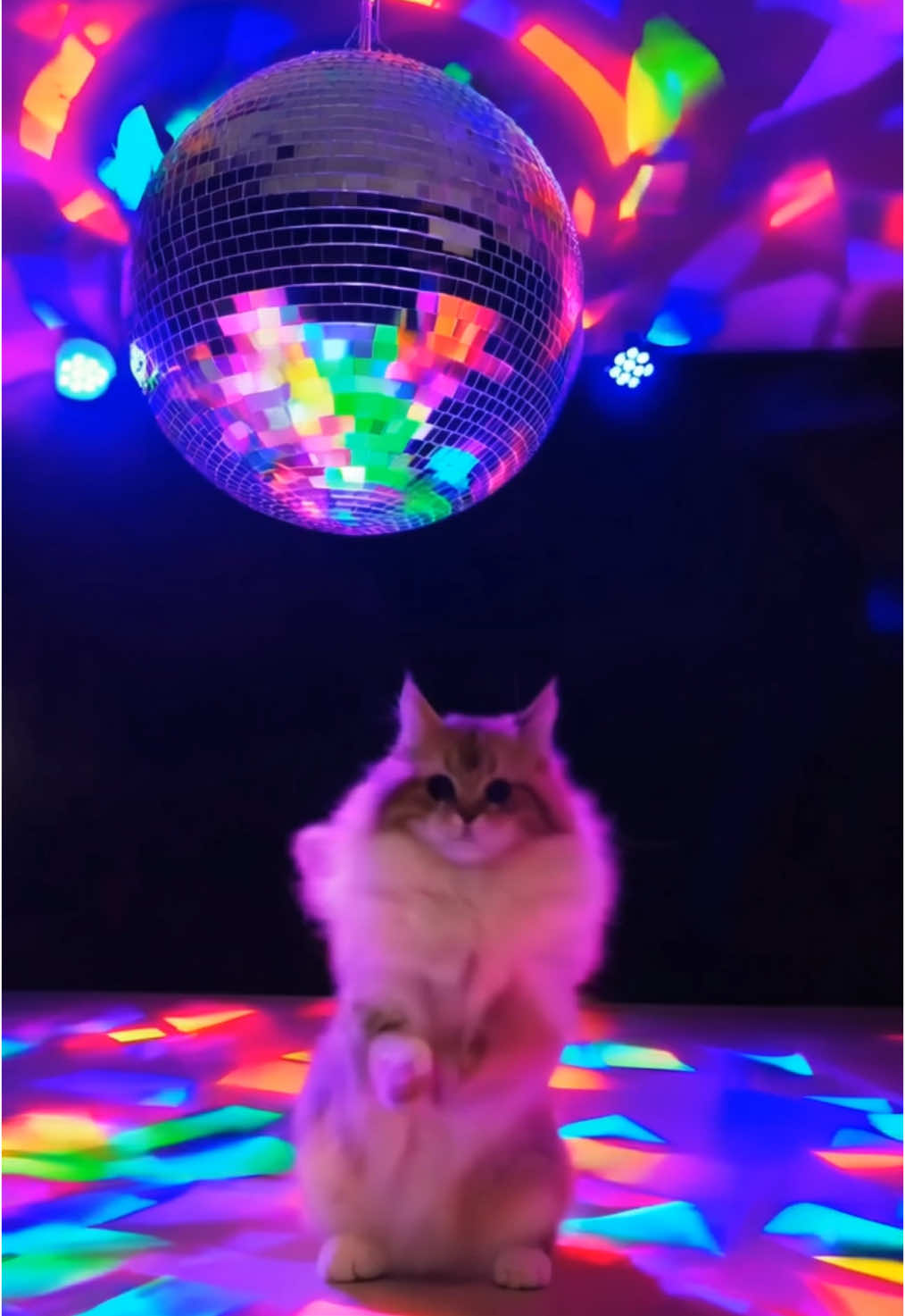 трек в тгк ptenecxx #SoundCloud #catdance #petdance #SoundCloudMusic 