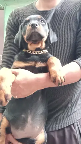 #cachorros #rotti #mascotas #mascotastiktok #rottweilersoftiktok 
