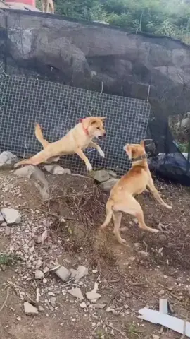 dog fight #dog#fight#dogfighting#funnydog#funnypet 