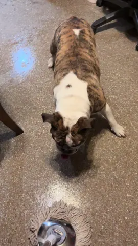 Get a bulldog they say, it’ll be fun they say! 😤🤣🤦🏻‍♀️