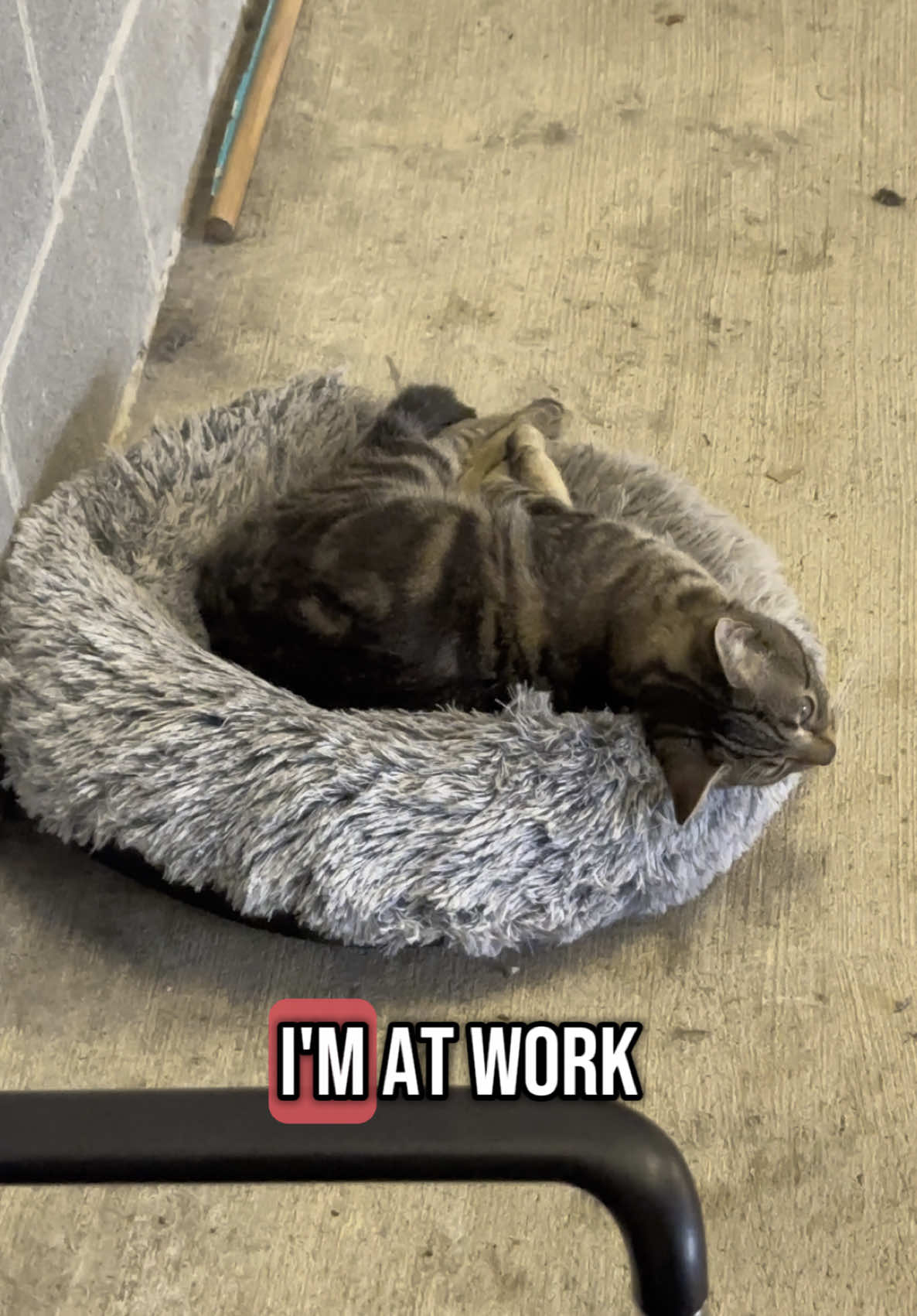 For reference. I WORK AT A SCHOOL!!!!! This can’t be real life!? 😂😭 #catsoftiktok 
