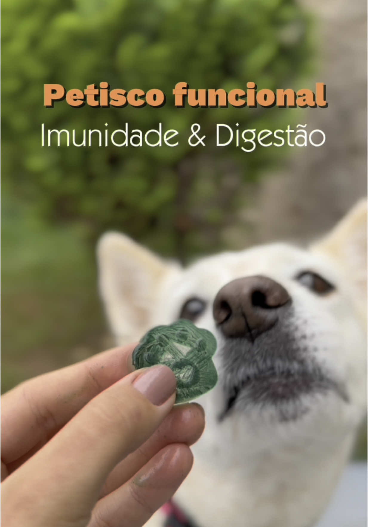 A nutri aqui amaaa uma receitinha funcional e saudável e hoje temos duas super dicas! 1️⃣ Gelinho funcional com espirulina - A espirulina é uma microalga rica em proteínas, antioxidantes, vitaminas do complexo B e minerais como ferro e magnésio. Um verdadeiro reforço para o sistema imunológico e para a vitalidade! 2️⃣ Chá de camomila com caldo de ossos - A camomila é conhecida por seu efeito calmante e digestivo, perfeita para momentos de descanso ou para cães mais sensíveis. Combinada com o caldo de ossos, essa receita vira um carinho nutritivo em forma de bebida! Vocês sempre me pedem dicas de como ofertar chás e como incluir a espirulina já que alguns cães costumam recusar na alimentação! Com o @Caldos Olivia não temos problema nenhum de recusa O caldo de ossos, além de saboroso, favorece a saúde intestinal, articular e imunológica. Me conta aqui nos comentários: você já usa caldo de ossos por ai? Quais dessas receitas vai testar primeiro? #fyp #foryoupage #alimentacaonatural #PetsOfTikTok #shihtzu #alimentacaonaturalpet #caldodeossos #petisco 