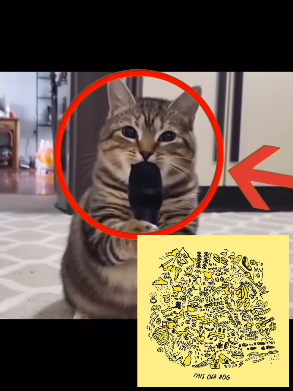 #macdemarco #thisolddog #moonligthontheriver #cat #gato #musica #music #fyp 