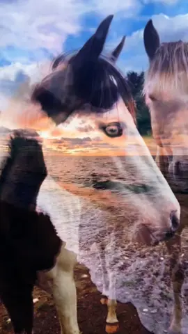 #horse #passion 