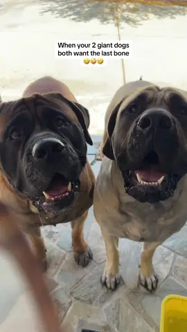 So #lucky to share my days w/ these #bigboys. #fyp #dogsoftiktok #dogtok #mastiffsoftiktok #doggo #bowserandbenny #doglife #bowsersworld #brothers #funnydogvideos 