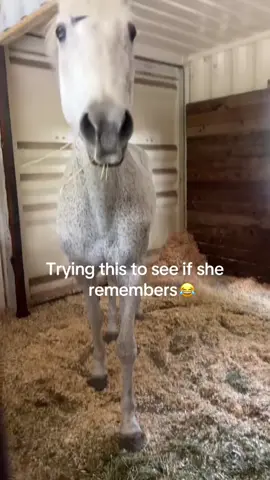 Horse was ready to race 😂 @pardonmytake (via:@Em:))