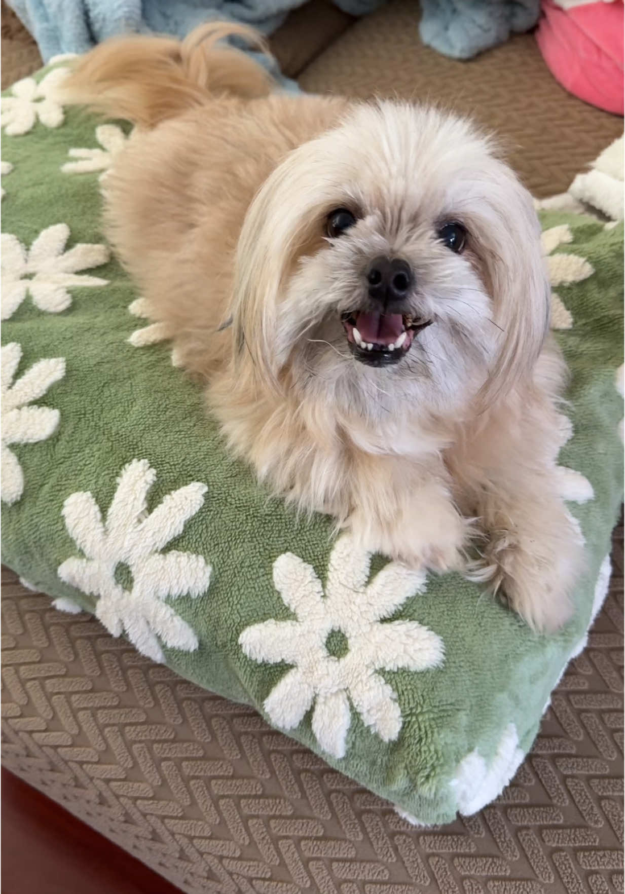 Wateproof foam mattress for pet #waterproofpetmattress #dogbed #petbed #puppybed #lesuredogbed #lesurepetbed #lesurepet #lesure #petoftiktok #puppyoftiktok #haul #tiktokshopunboxing 