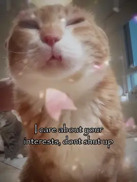 pls dontt… #relatable #catsoftiktok #meme #vro #Love #fyp #trending 