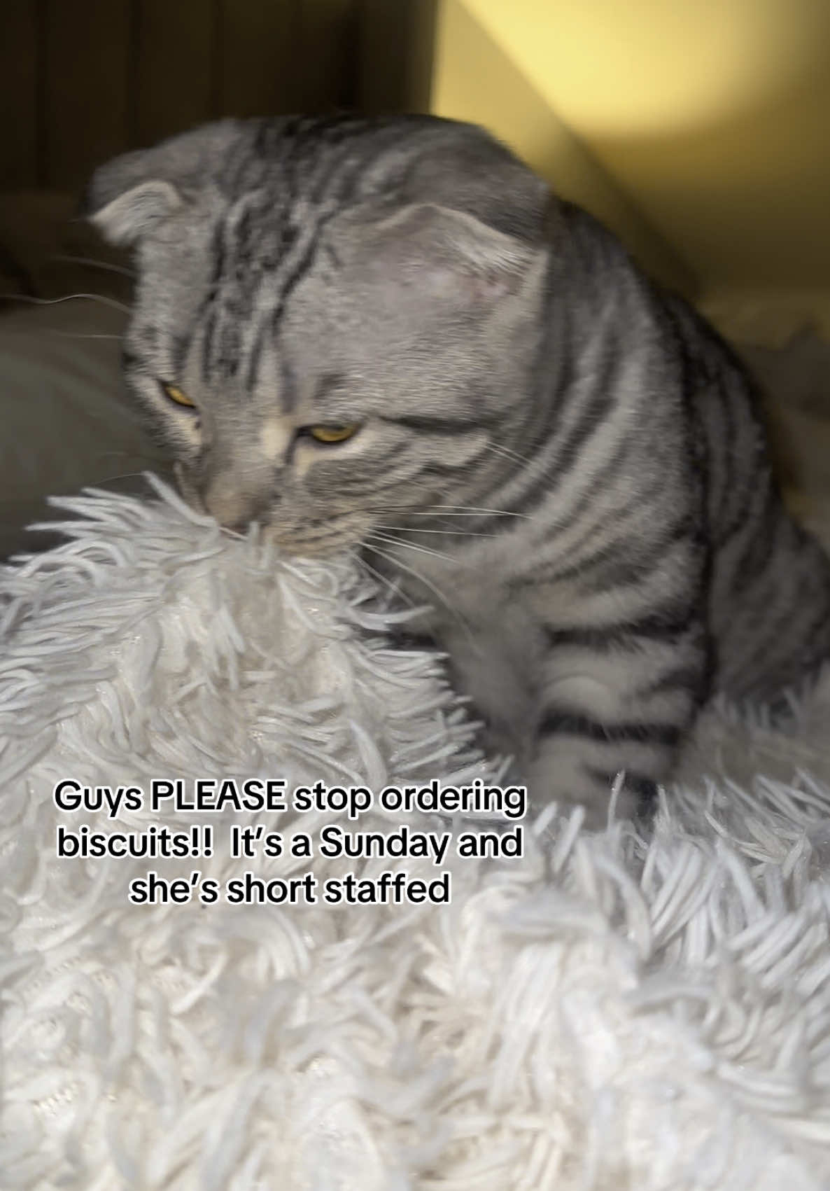 Give a girl a break! #cutecat #catsoftiktok #nala #pourtoii #fyp #kitty #scottishfold #biscuits #catbiscuits 
