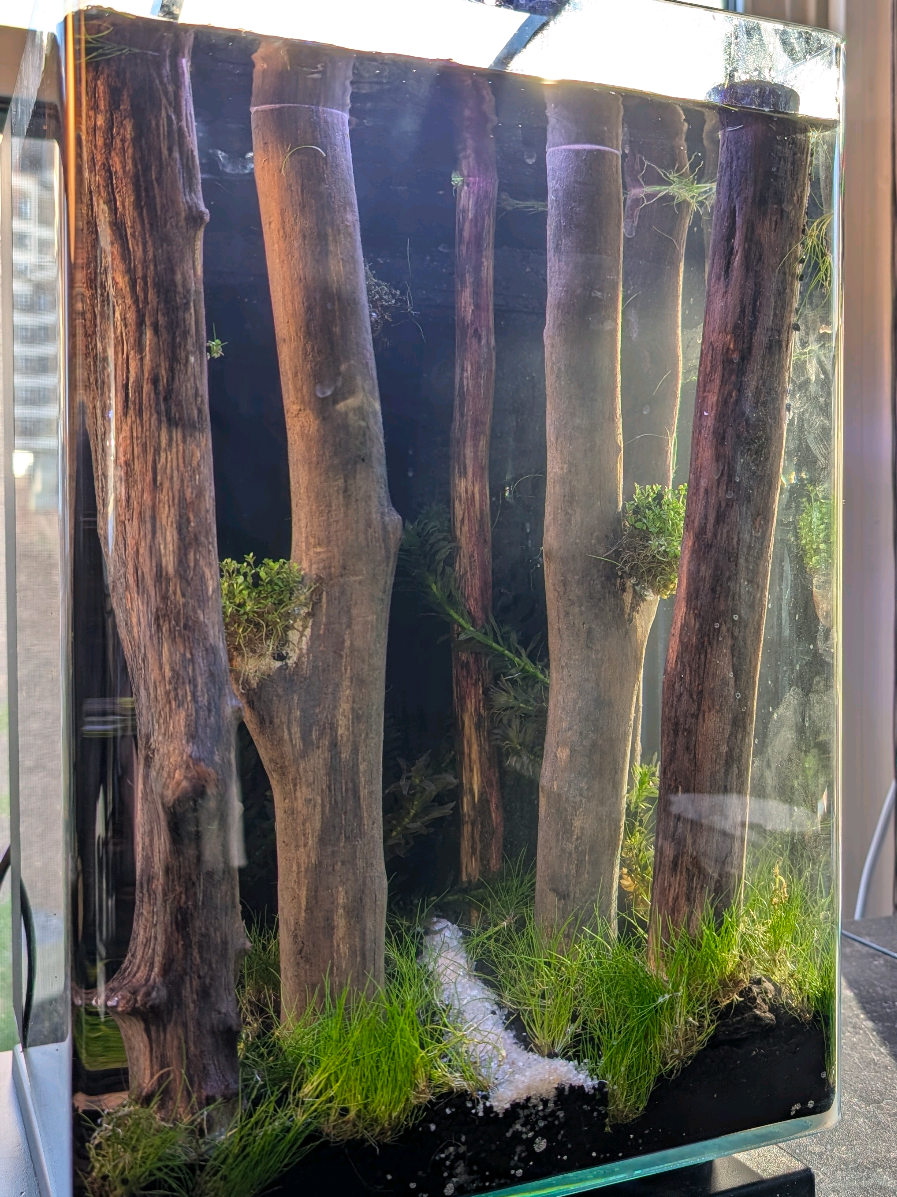 one of my favorite builds yet, what do you think? 🌲  . #aquarium #fishtank #aquascape #plantedtank #ecosphere #shrimp #fish #freshwater #zen #peaceful #tranquil #relaxation #lofi #nature